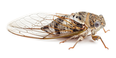 Cicada isolated on white background. Studio shot, side view.の写真素材