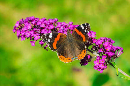 Colorful butterfly on purple flower, macro.