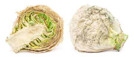 Spoiled rotten cabbage with mold isolated on white backgroundの写真素材
