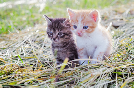Red and gray kittens on green grassの写真素材