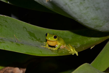 Australian green tree frog in summer wet season.の写真素材