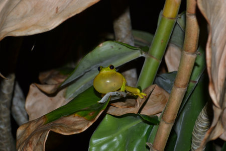 Australian green tree frog in summer wet season.の写真素材