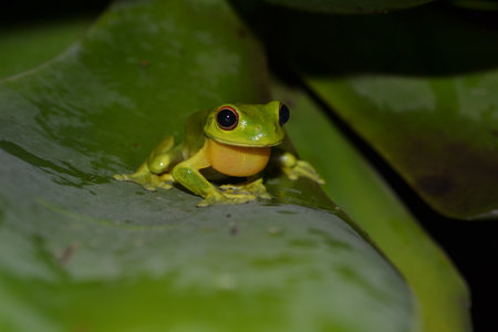 Australian green tree frog in summer wet season.