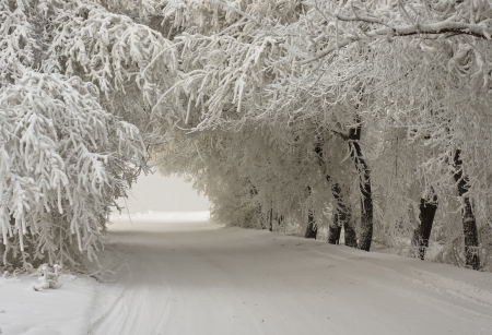 arch huddled together trees, covered with a thick layer of frostの写真素材