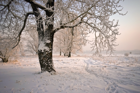 Trees covered with a thick layer of frost branches, lit by the setting sun.の写真素材