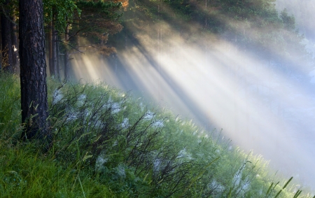 the sun's rays penetrating the fog in a pine forestの写真素材