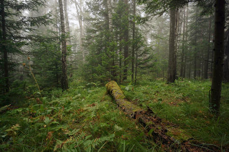 Rotten wood on the ground and dense forest in the fogの写真素材