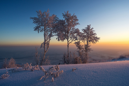 The trees on the mountaintop, tree branches covered with frost. The whole scene is illuminated by the sun rising over the horizon.の写真素材