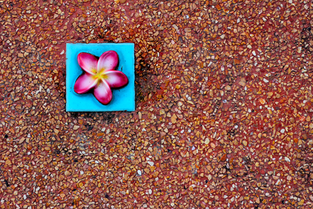 frangipani flowerの写真素材