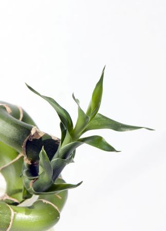 young green sprout of bamboo on a white backgroundの写真素材