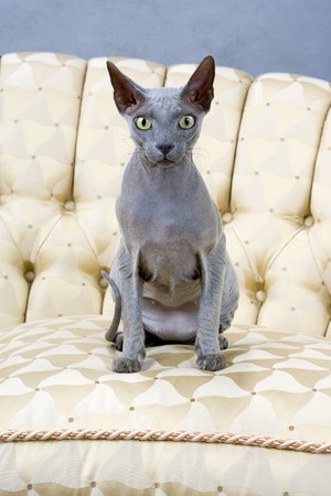 studio shot sitting shynx catの写真素材