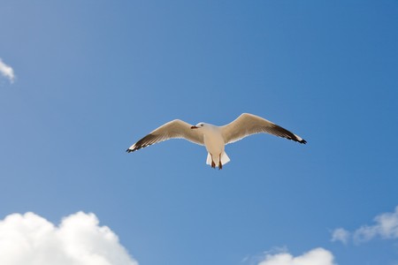 seagull in the fly over blue sky and cloudsの写真素材