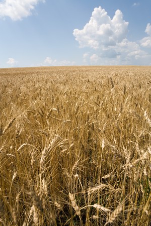 view of a wheat with cloudy sky in backgroundの写真素材