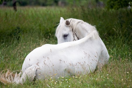 beautiful white horse laying in the grassの写真素材