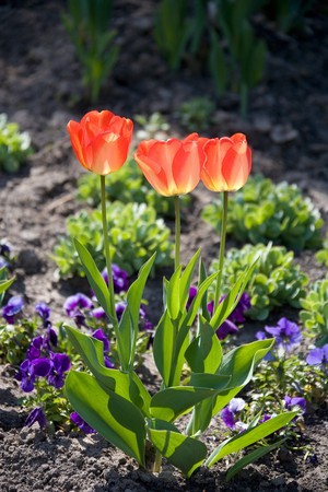 A trio of red tulips in sunshine.の写真素材