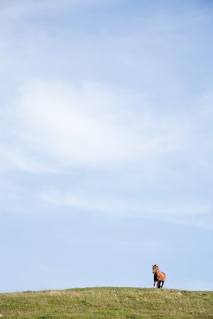 horse on hill against blue skyの写真素材