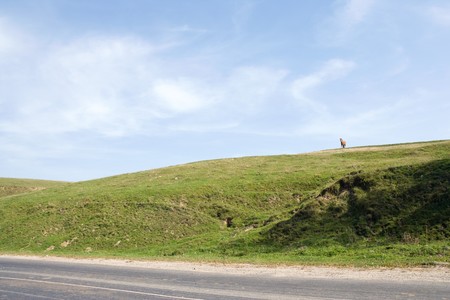 horse on hill against blue skyの写真素材