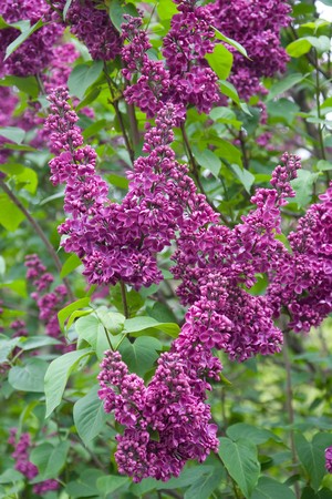 Closeup picture of beautiful purple lilacの写真素材