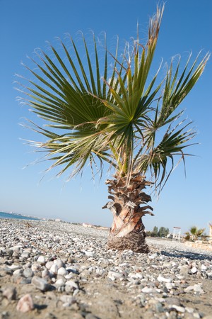 vertical view of a paradisiac beach with a palmの写真素材