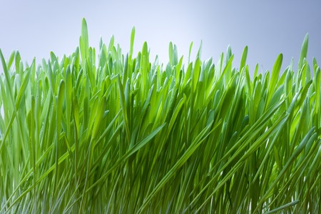 grass with dew and blue skyの写真素材