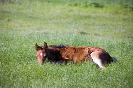 Foal resting in a fieldの写真素材