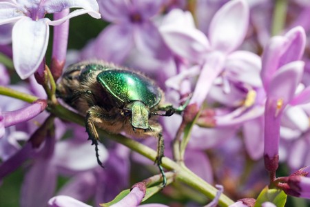 A macro shot of a beetleの写真素材