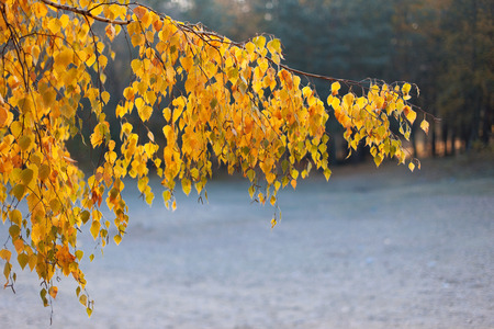 Birch branch with yellow leaves against the backdrop of the forestの写真素材