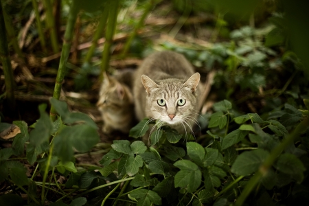 gray cat in the grass with kitten