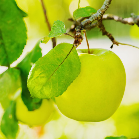 Green apple on a branchの写真素材