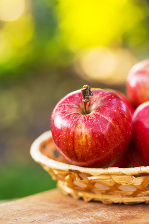 Organic apples in basket in summer grass. Fresh apples in natureの写真素材