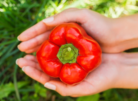 red papper in handの写真素材