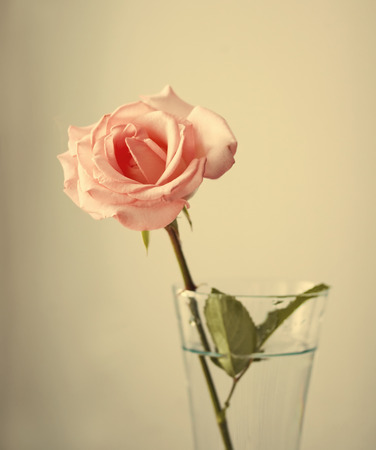 Beautiful Pink roses .Vintage Style.の写真素材