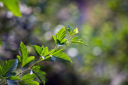 Branch with green leaves on a blurred background.