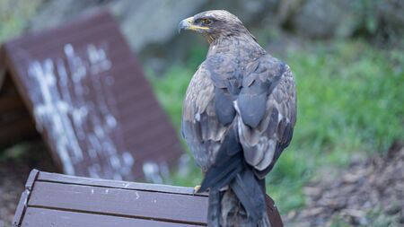 Predatorの写真素材