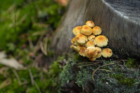 Mushrooms