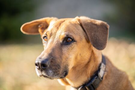 Curious dog