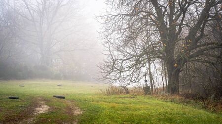 A cross under a tree