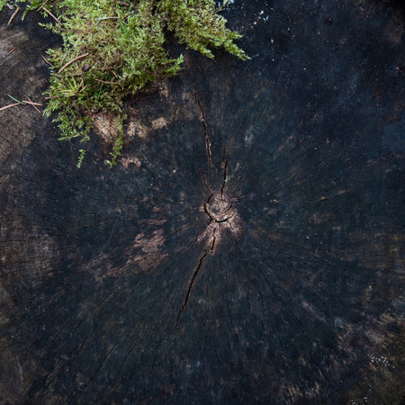 A cut down a tree and mossの写真素材