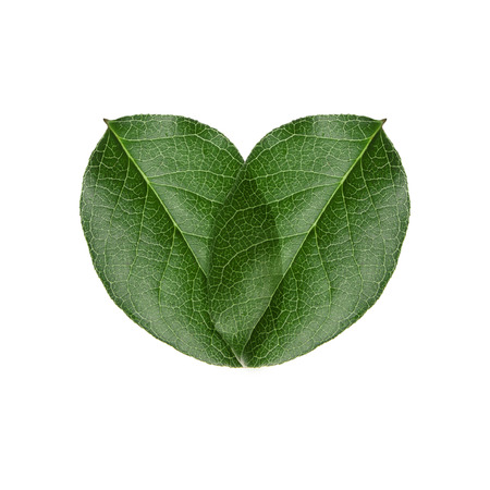 green heart leaves. love and protect nature