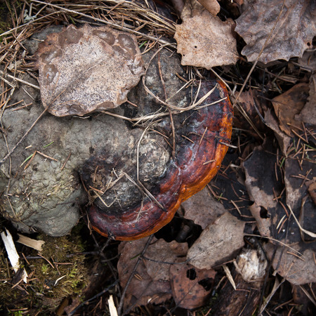 Chaga mushroom in forest top view