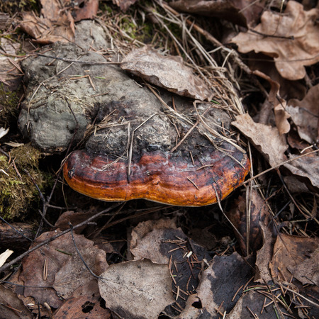 Chaga mushroom in forest