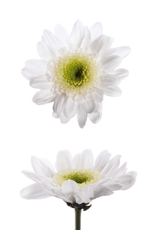 template isolate two white chrysanthemum flowersの写真素材