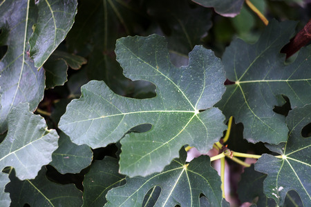 the leaves of the figs treeの写真素材