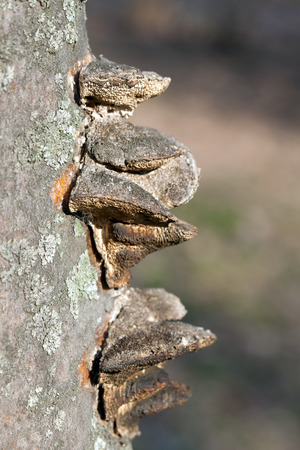 Chaga mushrooms in spring forest. Form  Inonotus obliquusの写真素材