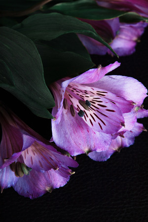 pink flowers on the black backgroundの写真素材