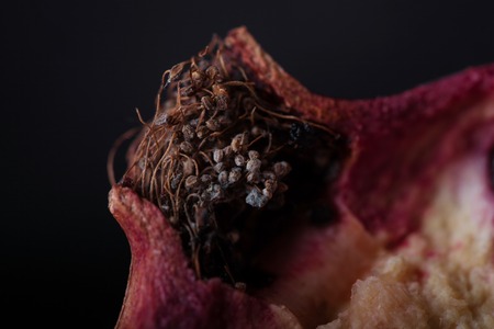 dry garnet inflorescence in a section on macro photographyの写真素材