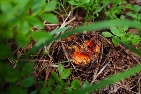 orange russula hid under forest debris and grassの写真素材