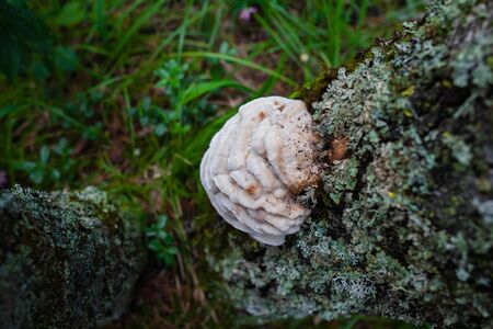 white mushrooms growing on a tree in groupの写真素材