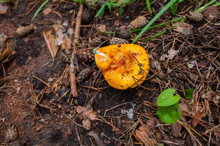little orange russula grows in the forest in the openの写真素材