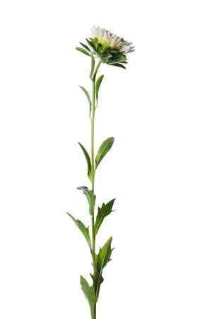 white chinese aster isolated on white backgroundの写真素材